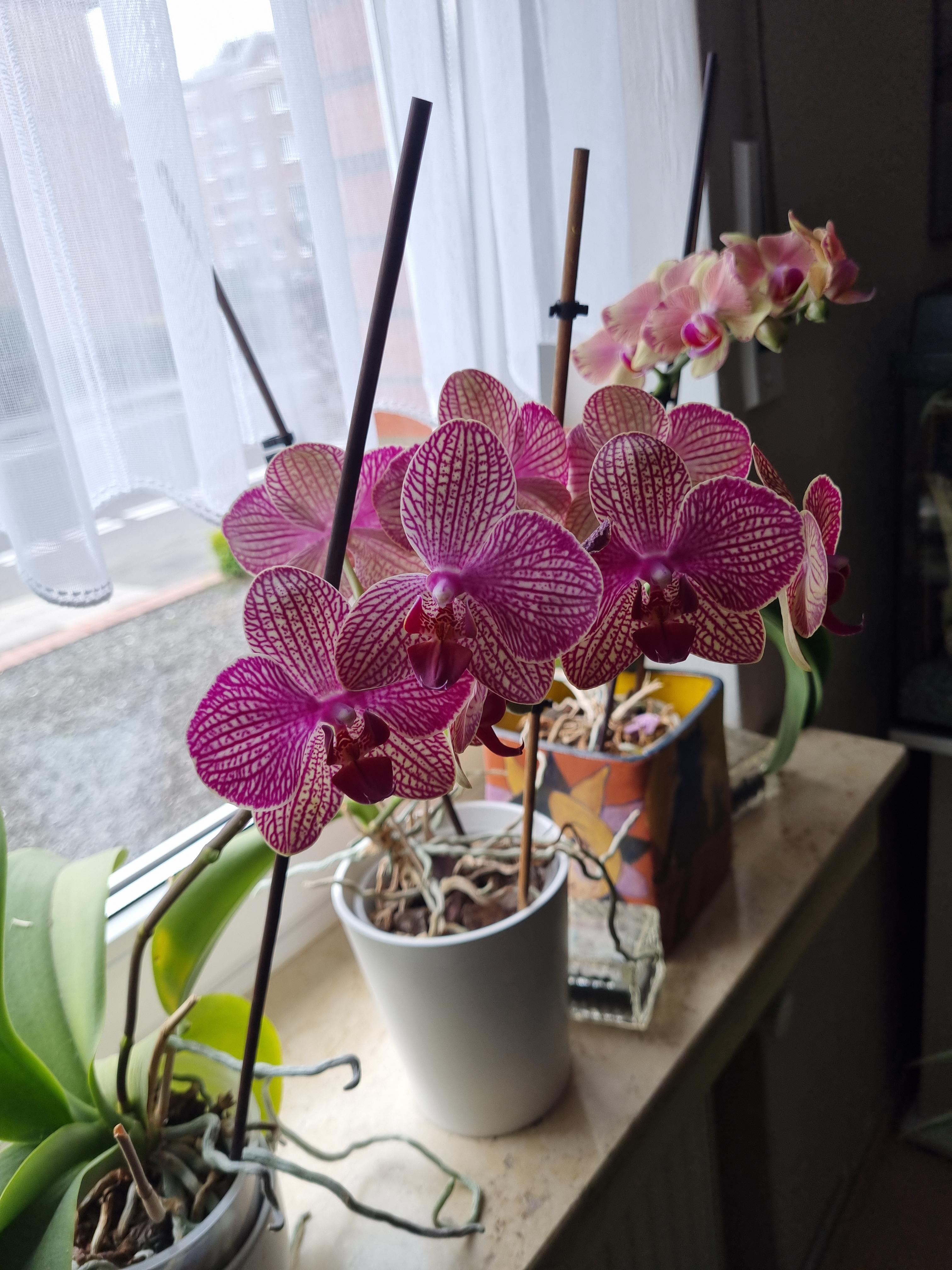 Dehner Orchideen Vitalkur Flüssigdünger 10x30ml