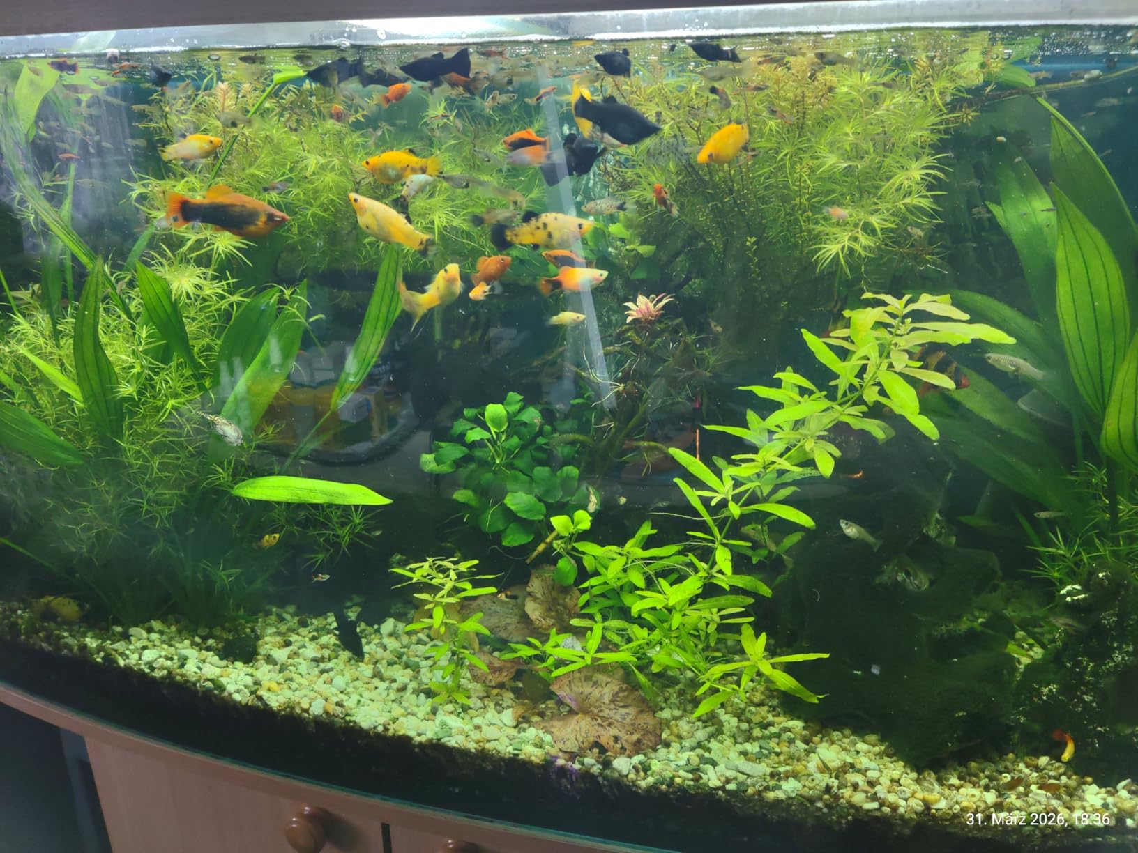 Dehner Aqua Zierfischfutter Flocken-Mix 170g farbfördernd
