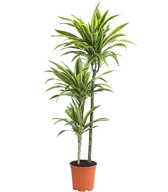Dehner Lemon Lime Drachenbaum 120-140 cm Topf 24 cm gestreift