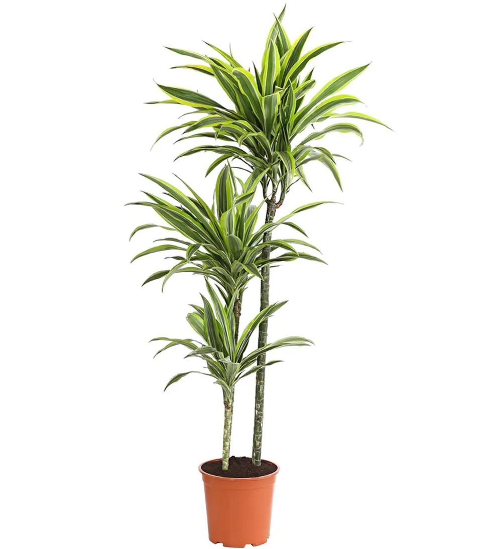 Dehner Lemon Lime Drachenbaum 120-140 cm Topf 24 cm gestreift