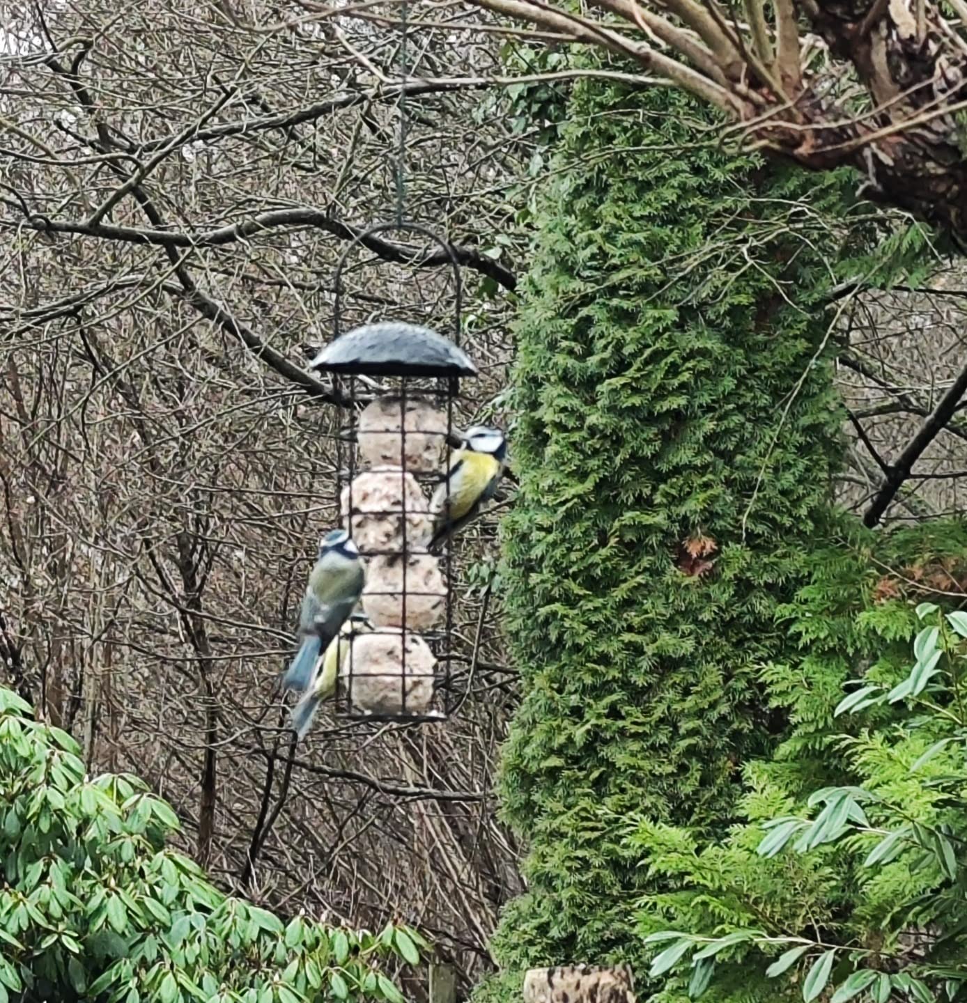 Dehner Natura Premium Wildvogel Futtersäule 4 Knödel fettreich