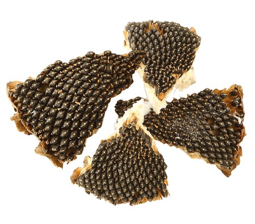 Dehner Best Nature Nagersnack Sonnen-Wiese 150 g getreidefrei