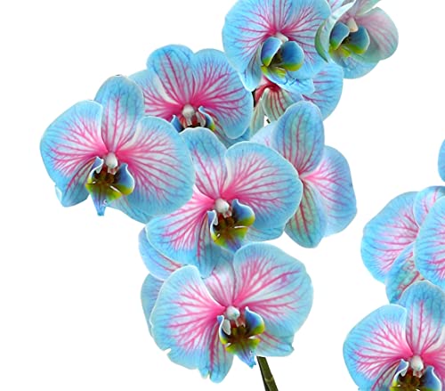 Dehner Blue Wonder Schmetterlingsorchidee 50-60 cm blau