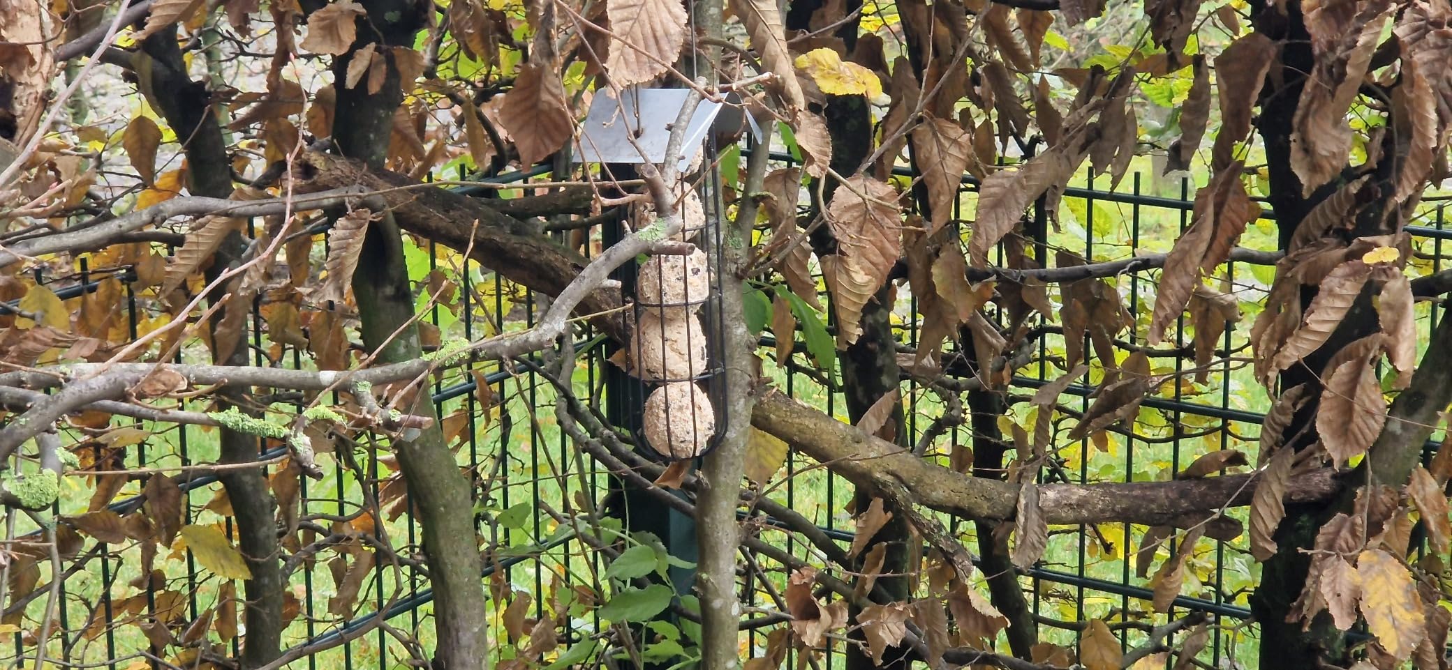 Dehner Natura Meisenknödel ohne Netz Beeren Wildvogelfutter 100x90g