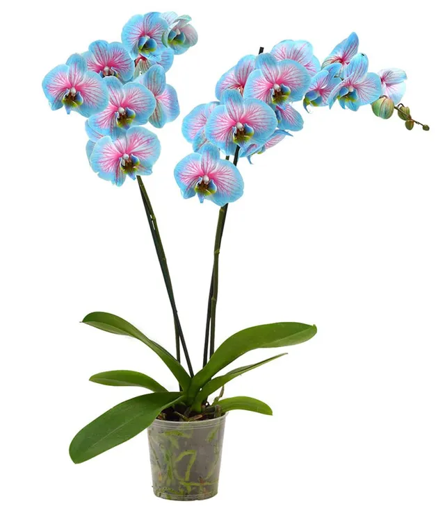 Dehner Blue Wonder Schmetterlingsorchidee 50-60 cm blau
