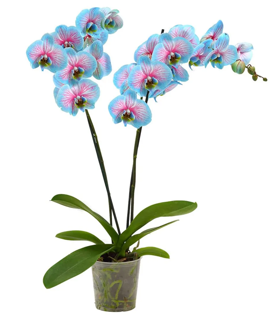 Dehner Blue Wonder Schmetterlingsorchidee 50-60 cm blau