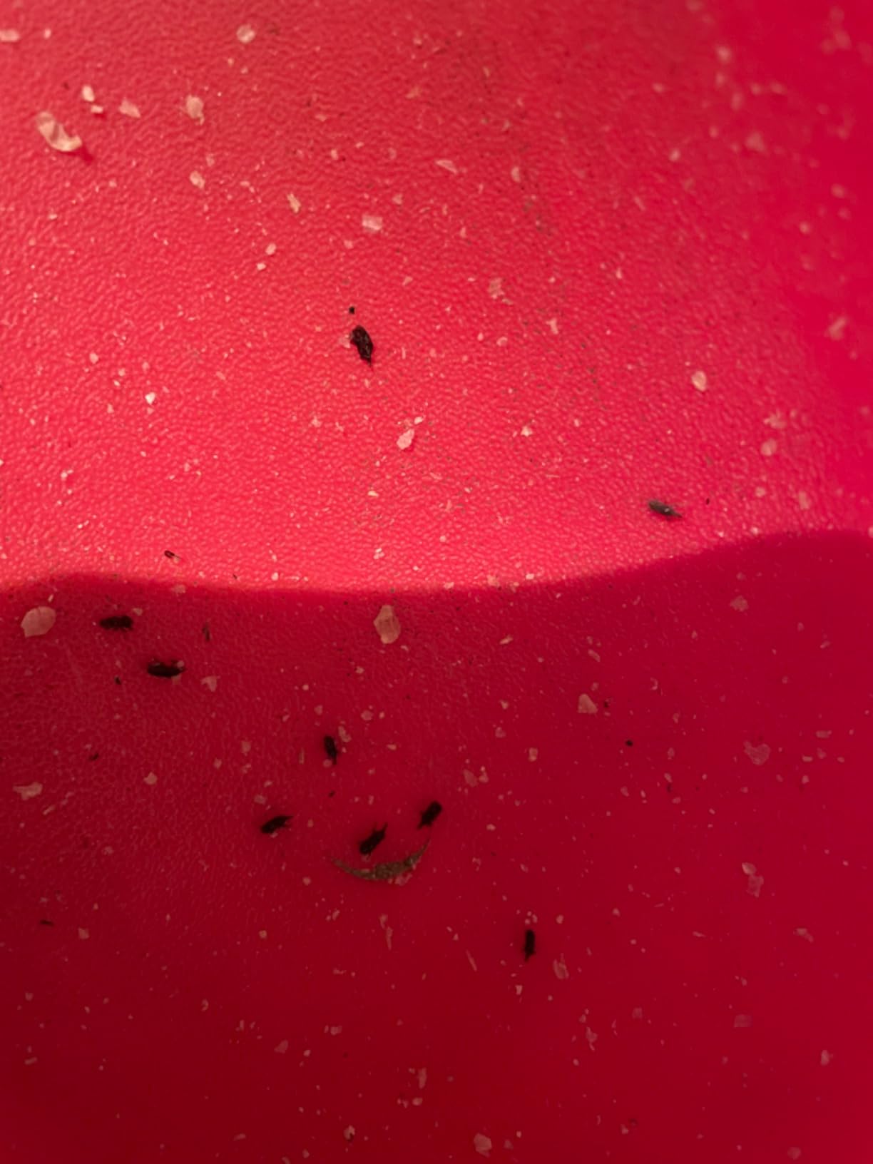 Mr. Crumble Sonnenblumenkerne Vogelfutter 2,5kg geschält