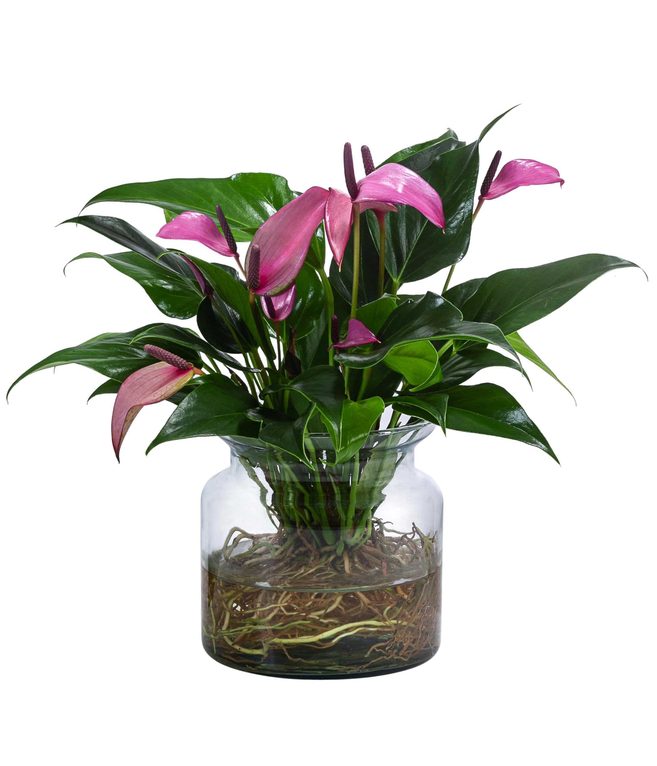 Dehner Waterplant Flamingoblume Glas lila 25 cm Hydro
