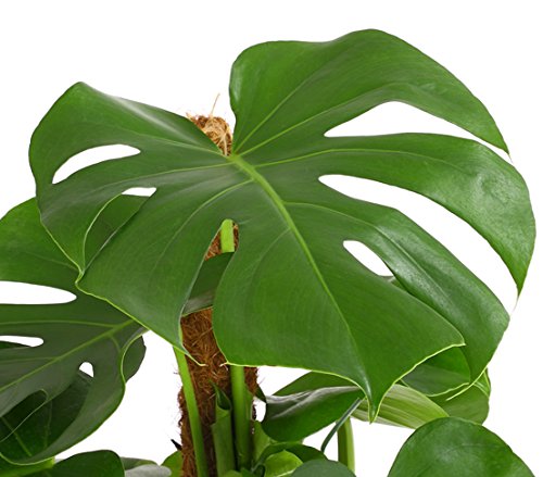 Dehner Premium Lovely Fensterblatt-Monstera Zimmerpflanze 19 cm mit Moosstab