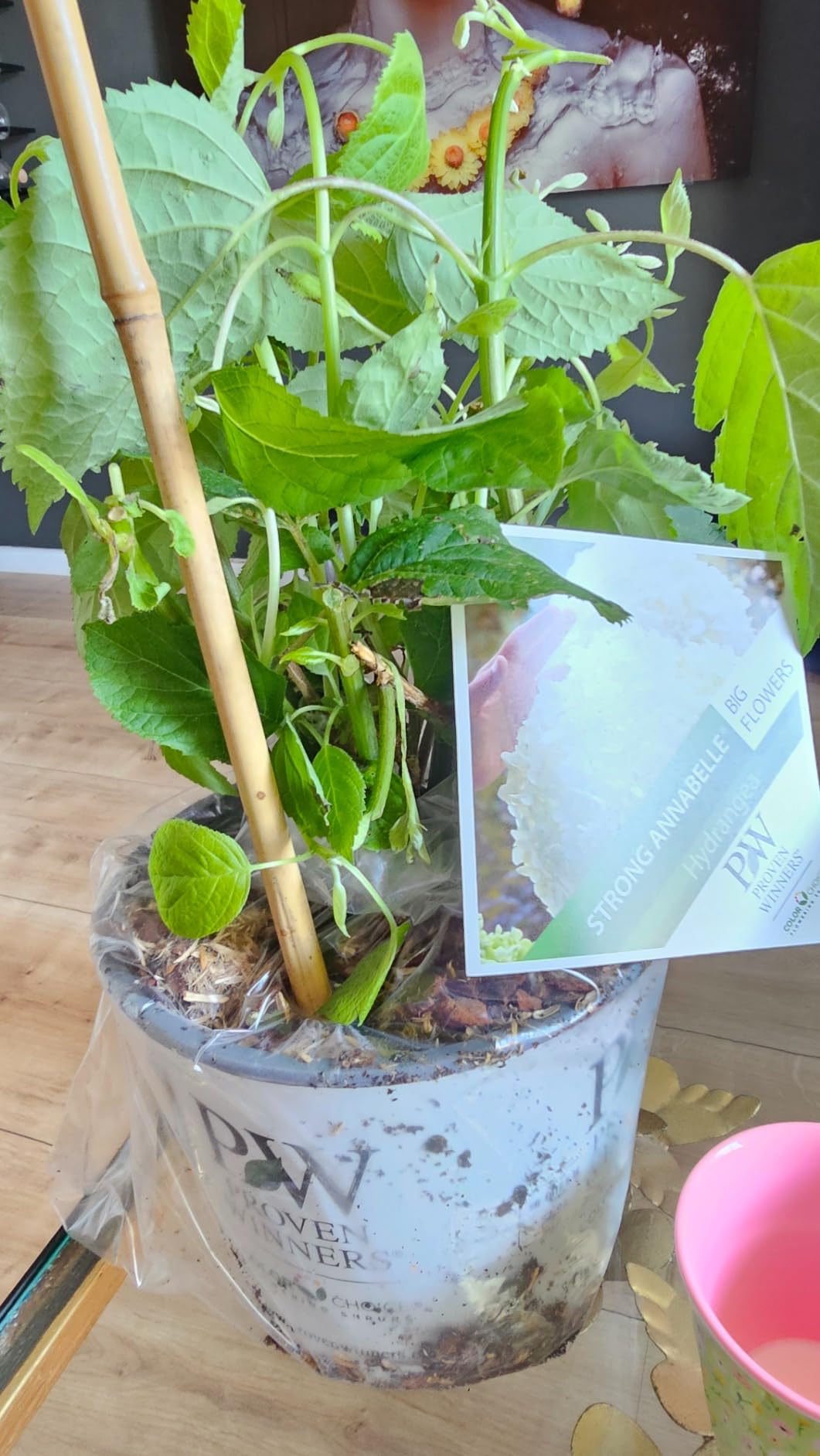Dehner Strong Annabelle Hortensie creme-weiß 40-50 cm winterhart