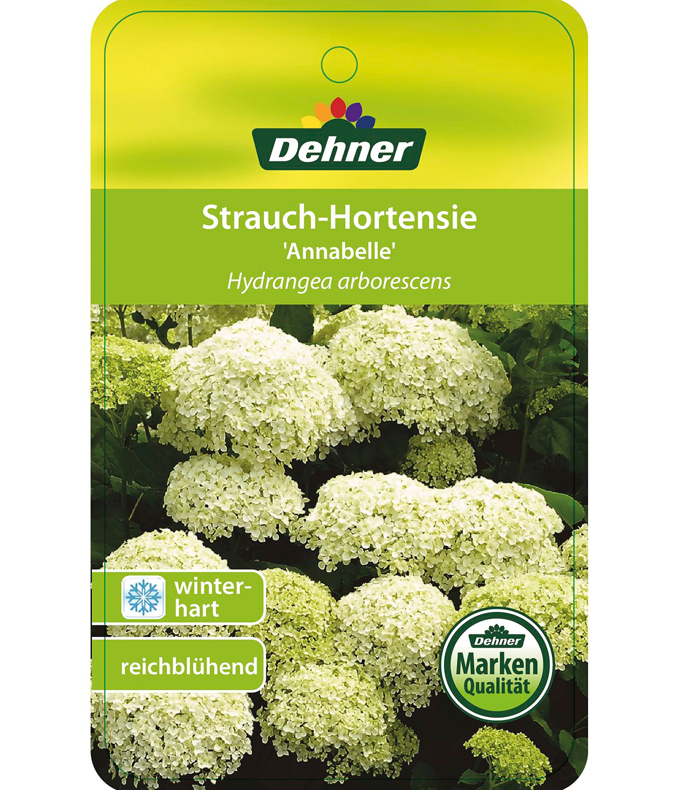 Dehner Strong Annabelle Hortensie creme-weiß 40-50 cm winterhart
