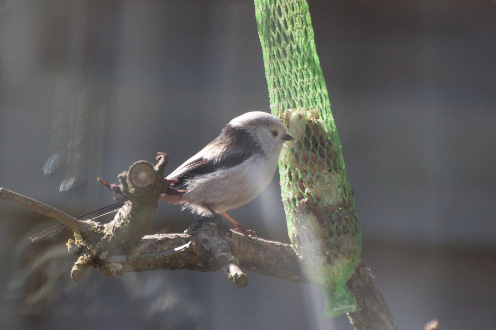 Dehner Natura Wildvogelfutter Starterset 5-teilig energiereich