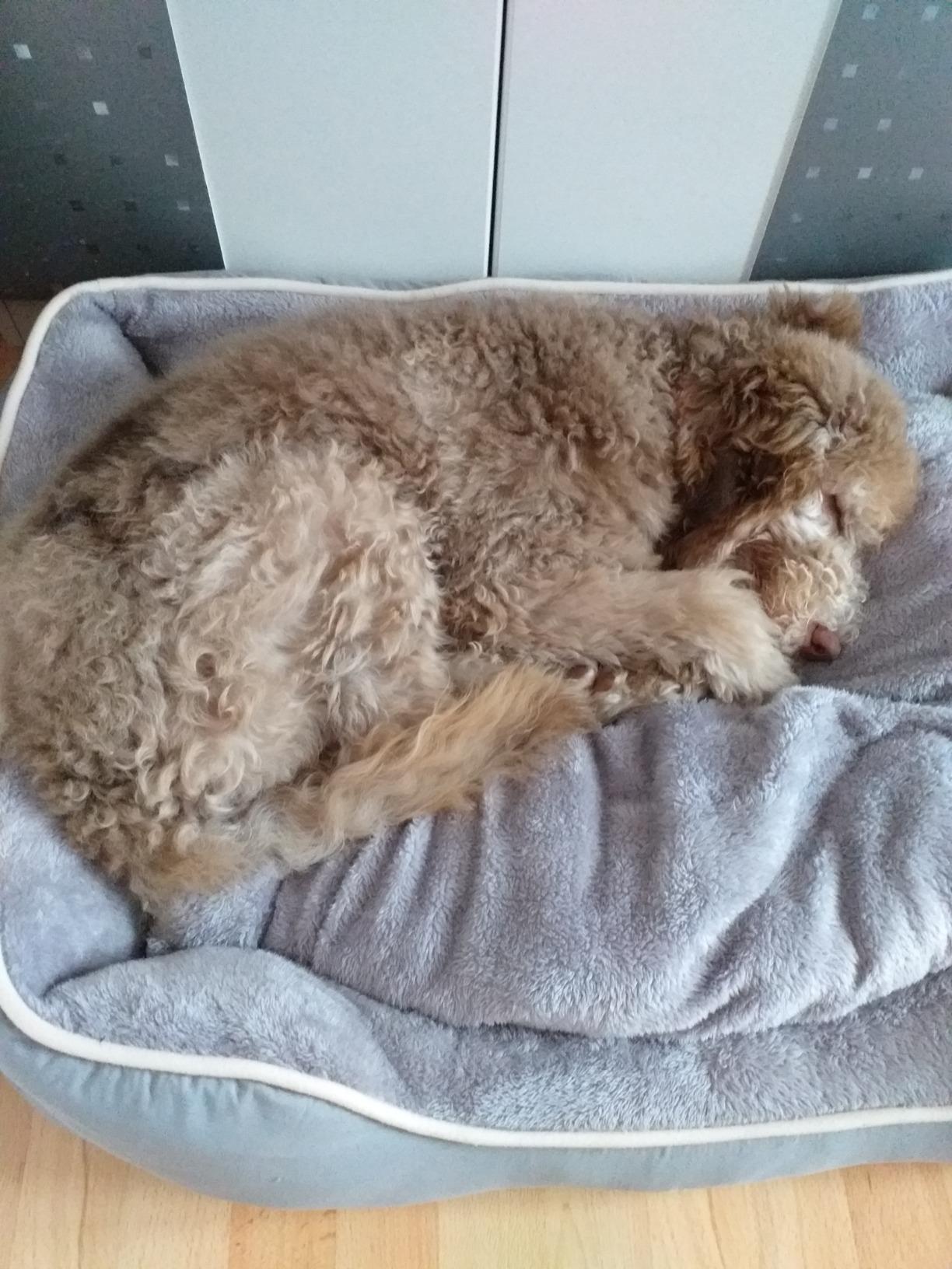 Dehner Lieblinge Sammy Hundebett beige 61x48x18 waschbar