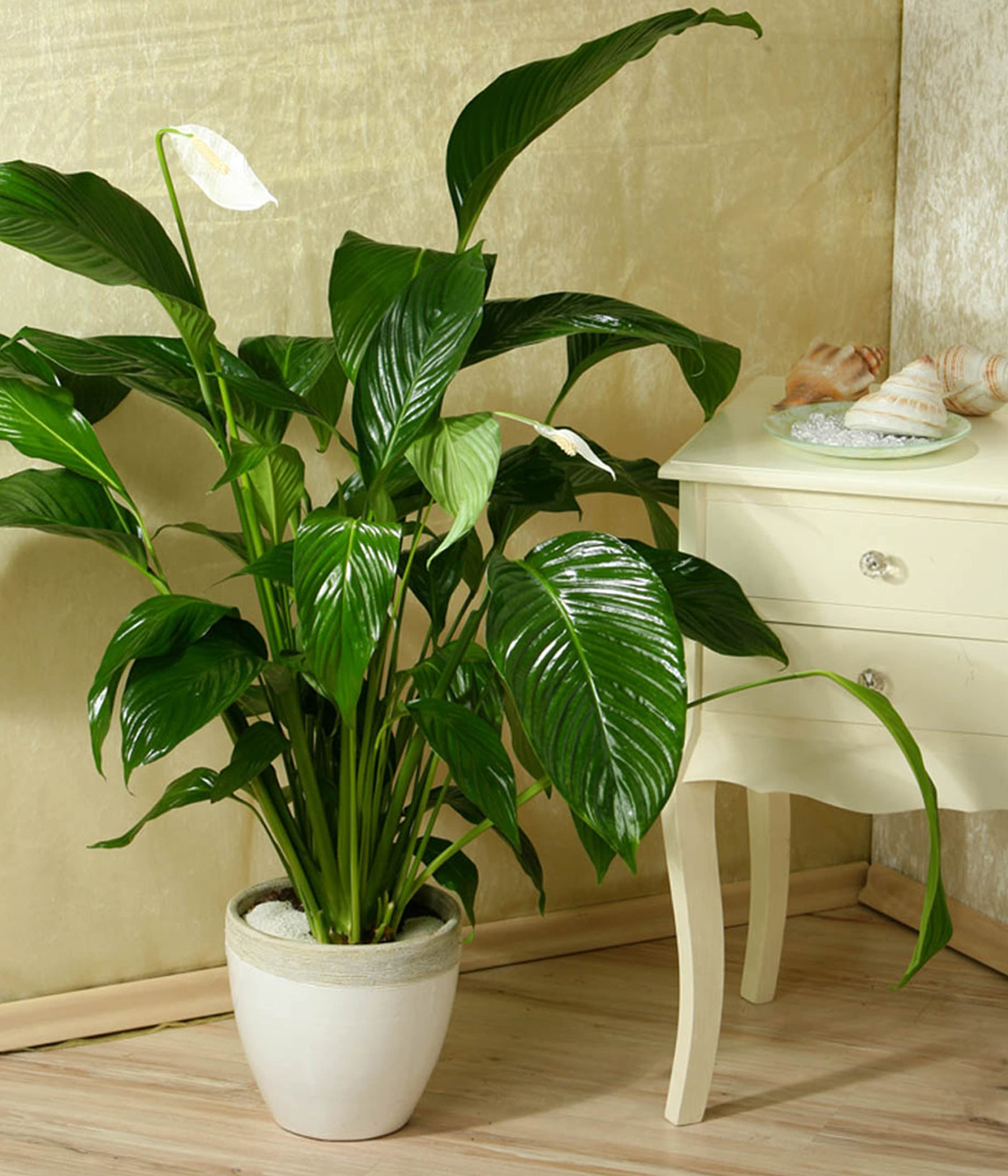 Dehner Silvana Einblatt Zimmerpflanze weiß 90-100 cm Topf 24 cm