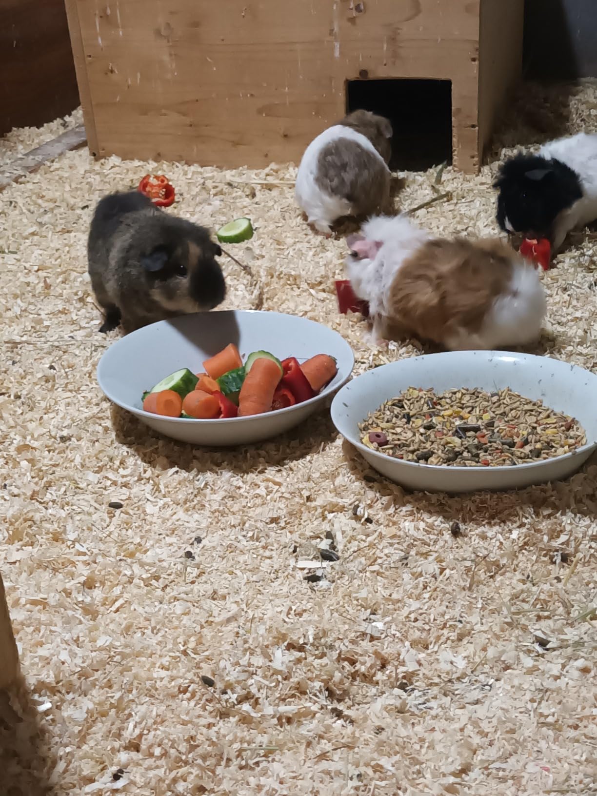 Dehner Lieblinge Meerschweinchenfutter 5 kg ohne Zucker