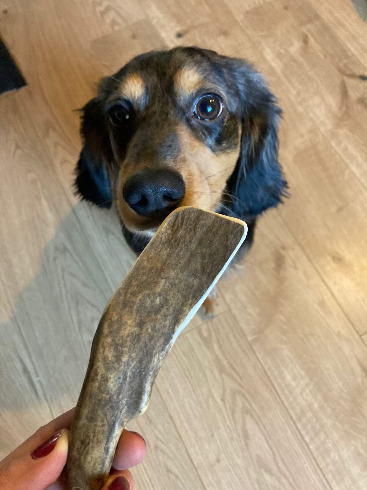 Dehner Best Nature Kaustange Damhirsch-Geweih S für Hunde 8-15kg