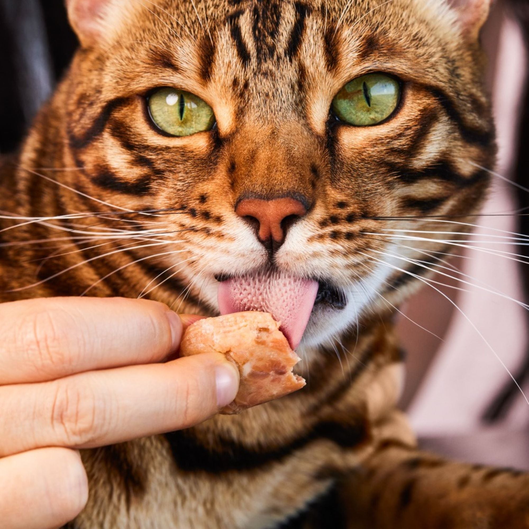 Lucky-Kitty Filet-Sticks Forelle Snack 4 Stück 98,5% Fisch