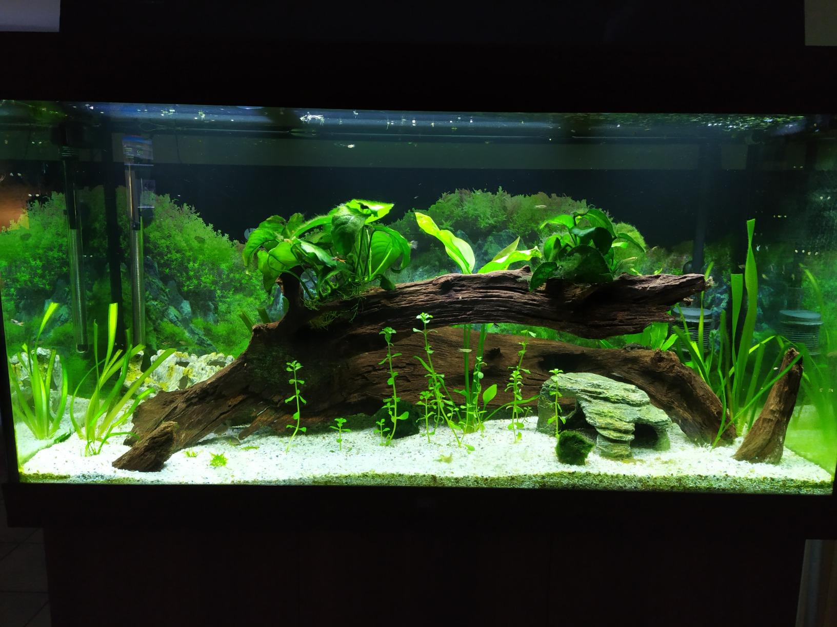 Dehner Aqua Mangrovenwurzel Extra Large Aquariendeko 80-90 cm