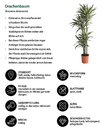 Dehner Premium Lovely White Stripe Drachenbaum Zimmerpflanze 27 cm