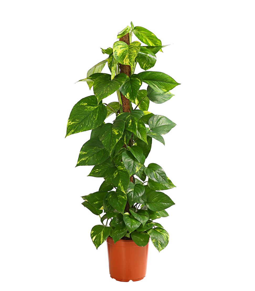Dehner Efeutute Zimmerpflanze 50-60 cm Topf 17 cm