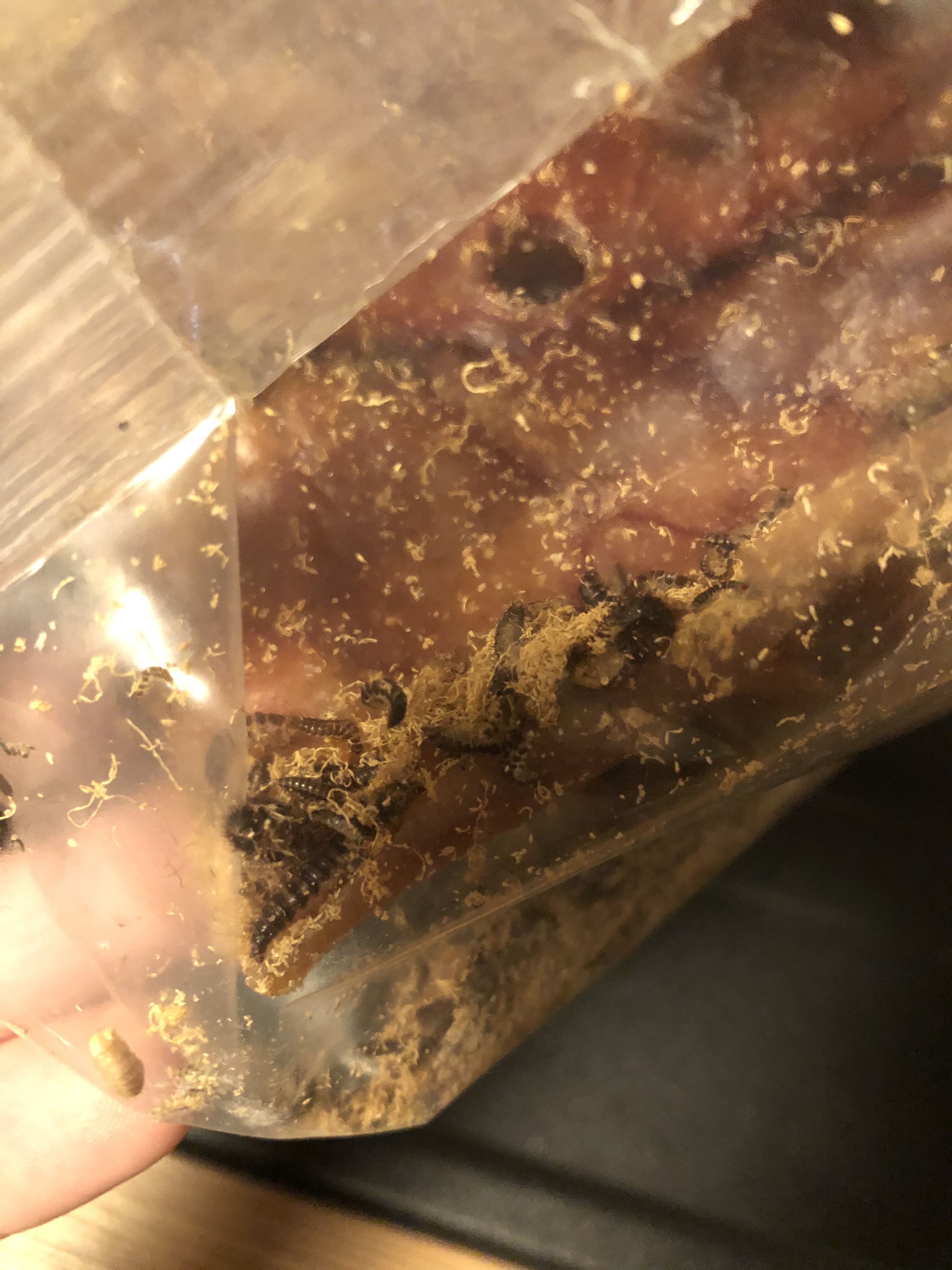 Dehner Lieblinge Hundesnack Schweineohren 1050g luftgetrocknet
