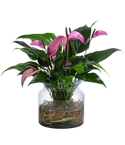 Dehner Waterplant Flamingoblume Glas lila 25 cm Hydro