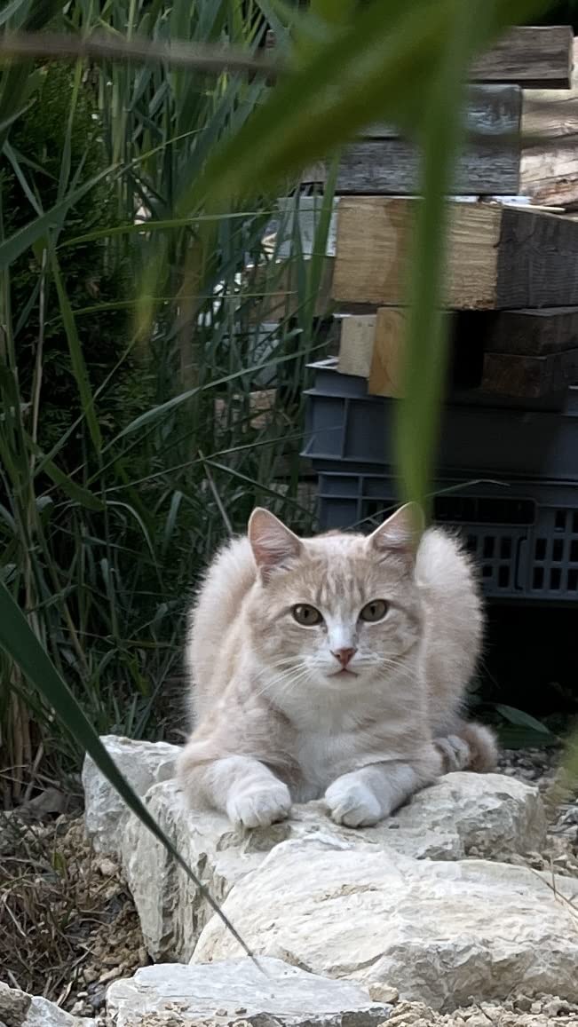 Leonardo Adult Ente Trockenfutter 2kg für Katzen