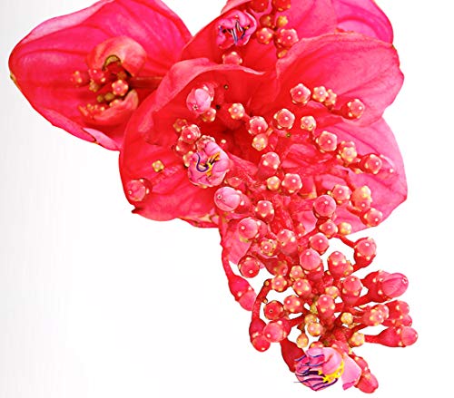 Dehner Premium Lovely Medinille Flamenco rosa-rot Topf 17 cm
