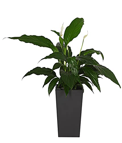 Dehner Elise Pflanztopf Selbstbewässerung schwarz-matt 26 cm