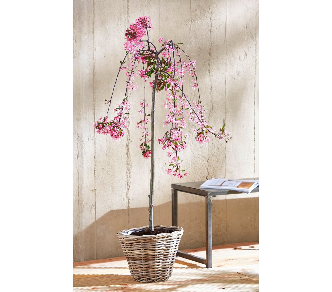 Dehner Premium Rattan Pflanztopf Ø29x20cm grau-braun Geflecht