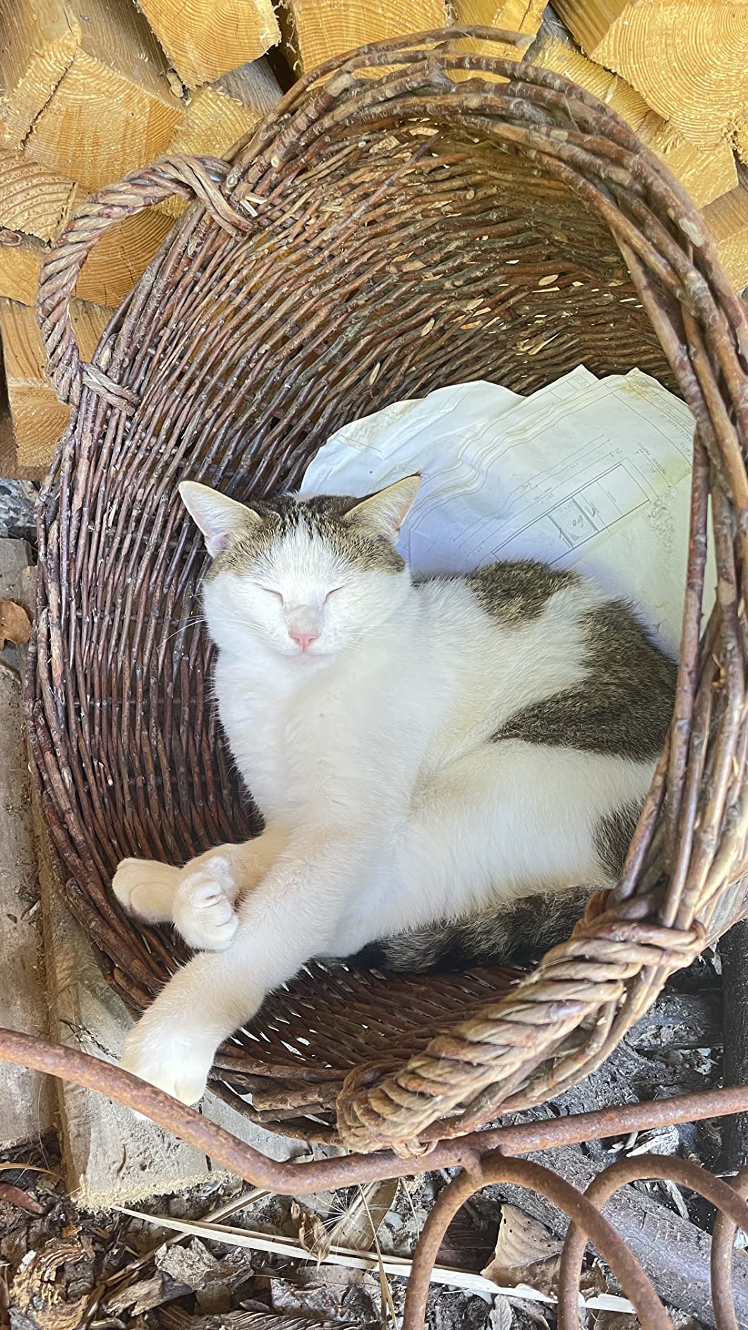 Leonardo Adult Ente Trockenfutter 2kg für Katzen