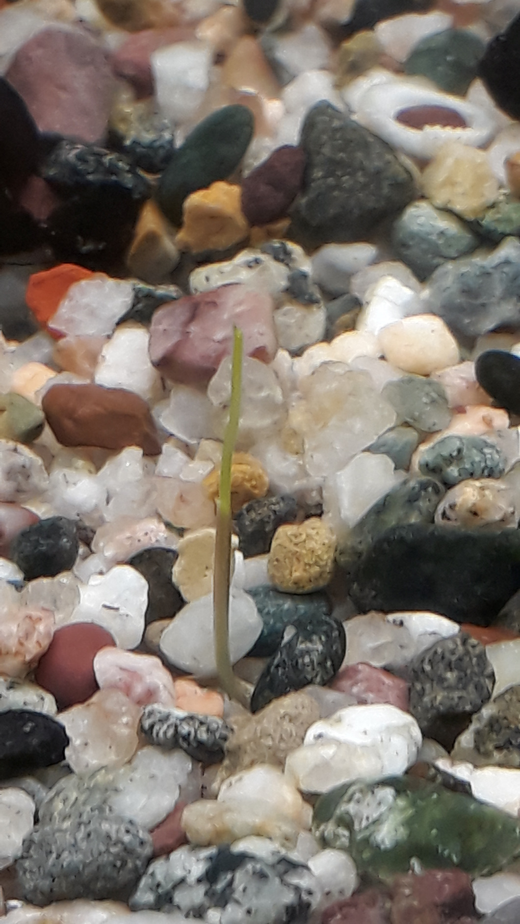 Dehner Aqua Aquarienkies Weiß 1-2mm 3x5kg