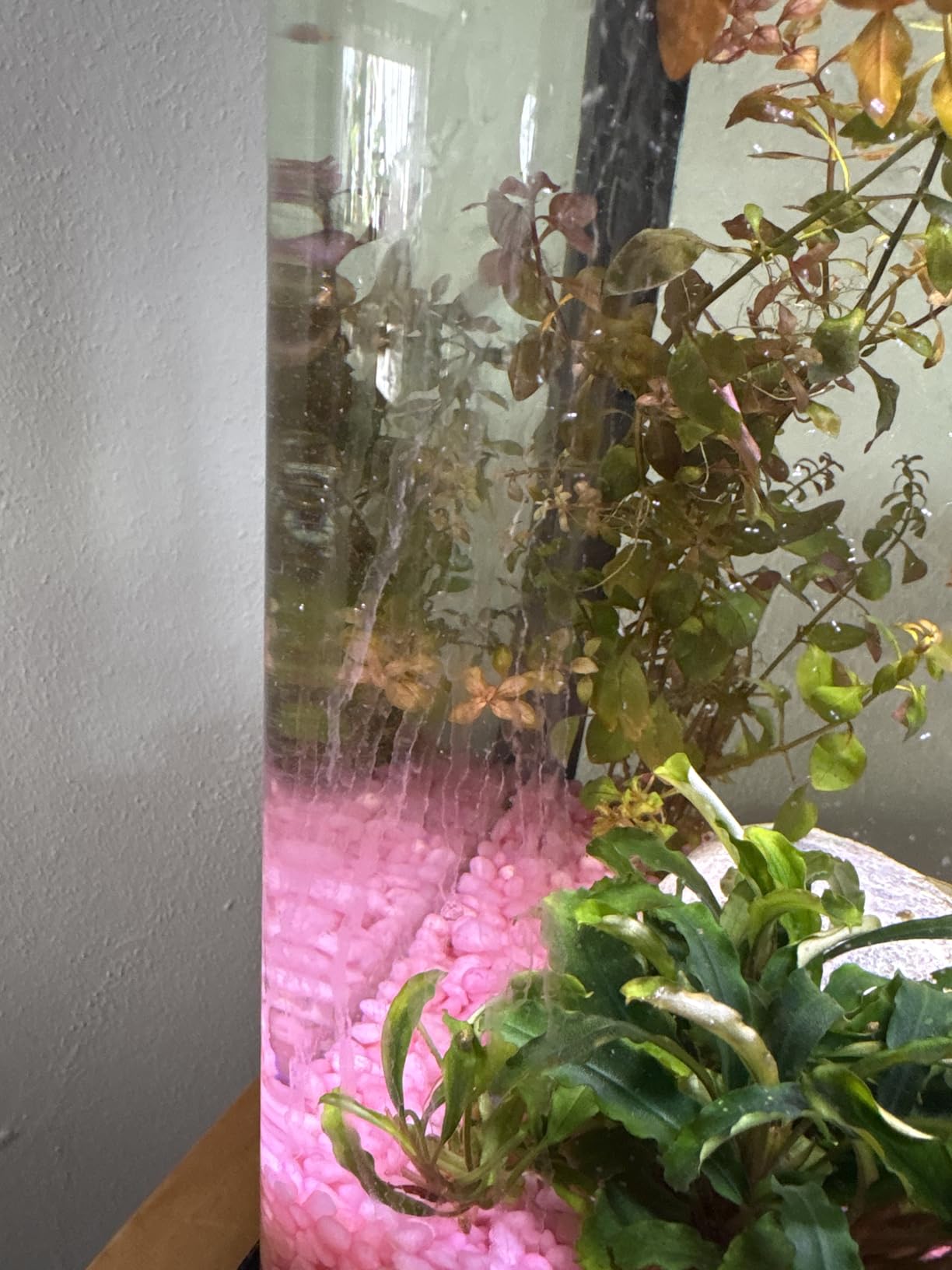 Dehner Aqua Aquarienkies 4-6 mm pastellgrün 5 kg