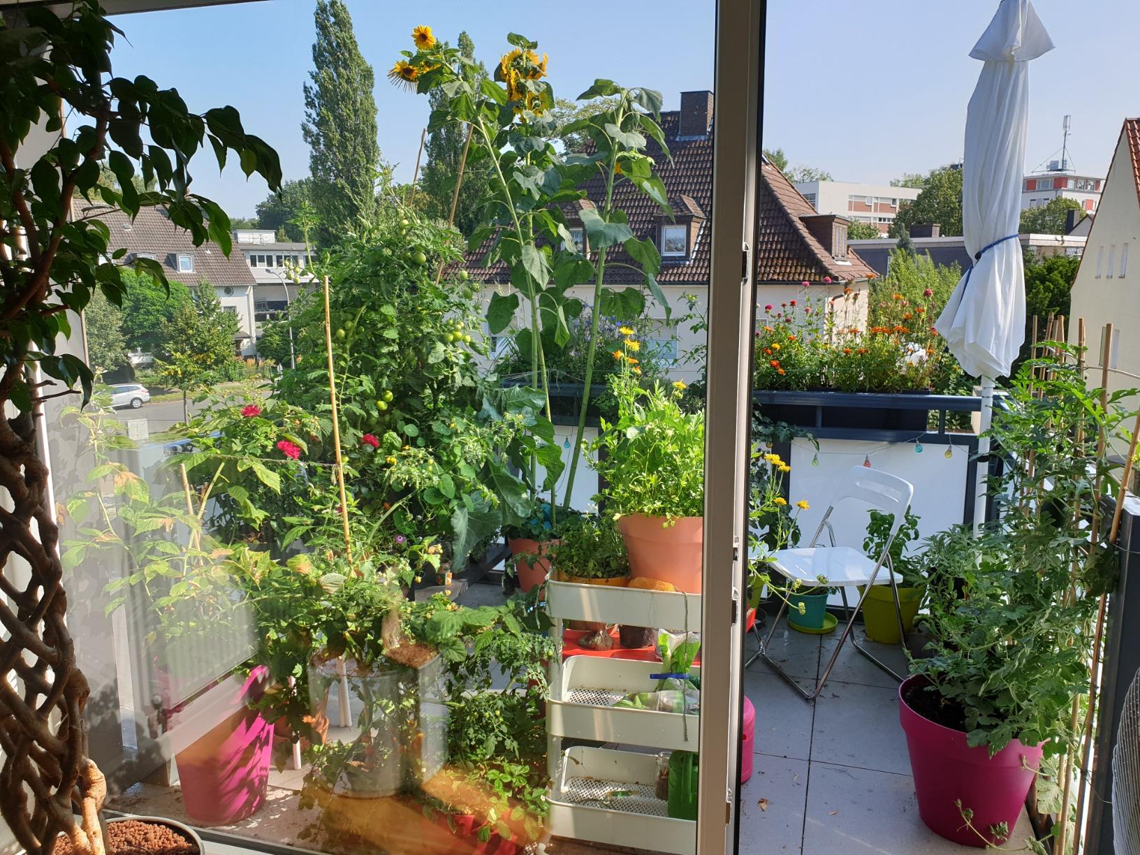 Dehner Bio Hornspäne Naturdünger 2,5 kg Langzeit