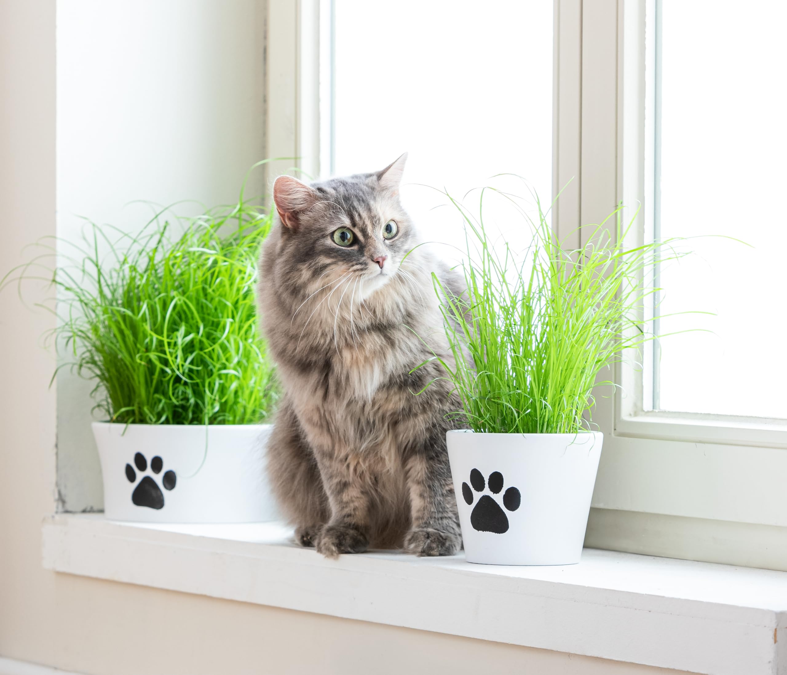 Dehner Lieblinge Katzengras Saatgut 6x100g 600g