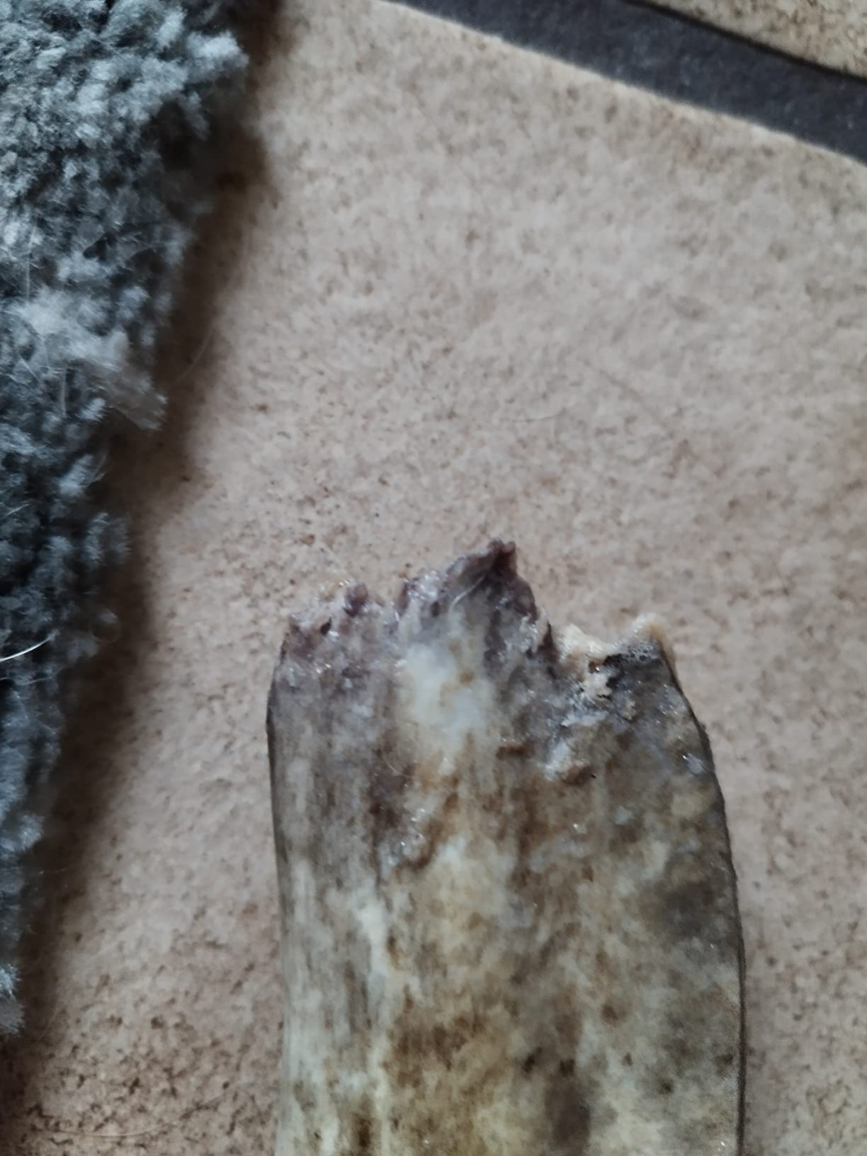 Dehner Best Nature Kaustange Damhirsch-Geweih S für Hunde 8-15kg