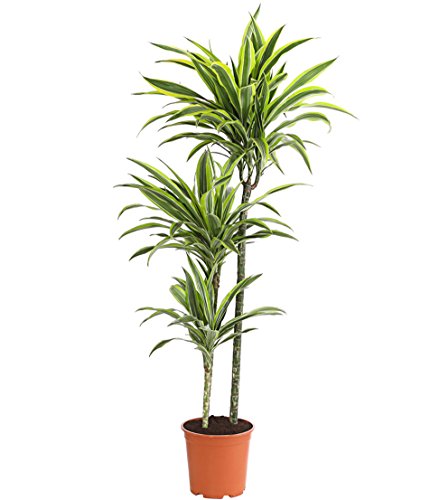 Dehner Lemon Lime Drachenbaum 120-140 cm Topf 24 cm gestreift