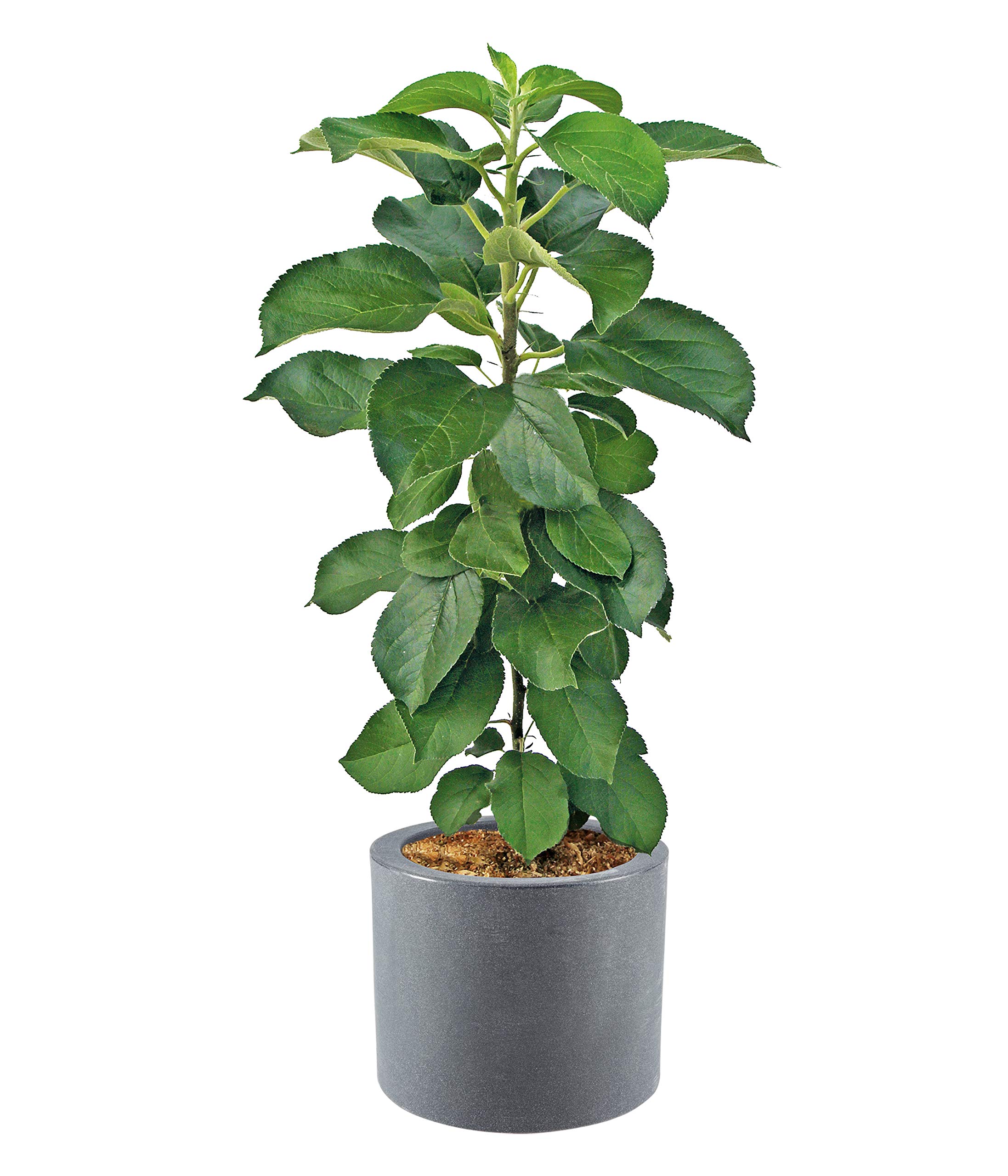 Dehner Palermo Ø 40 cm Blumenkübel anthrazit Rollen