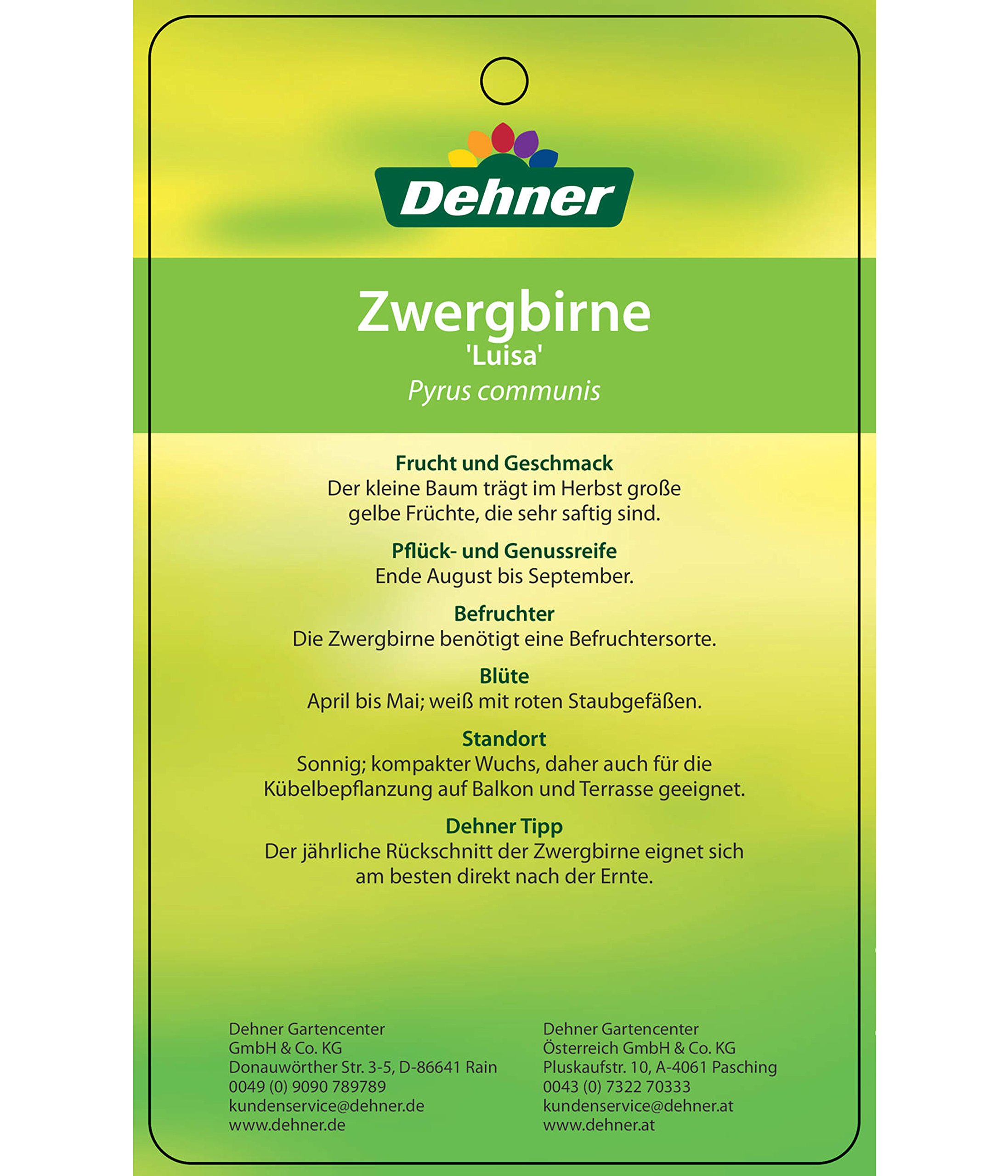 Dehner Luisa Zwergbirne saftig 80-90 cm 6 l