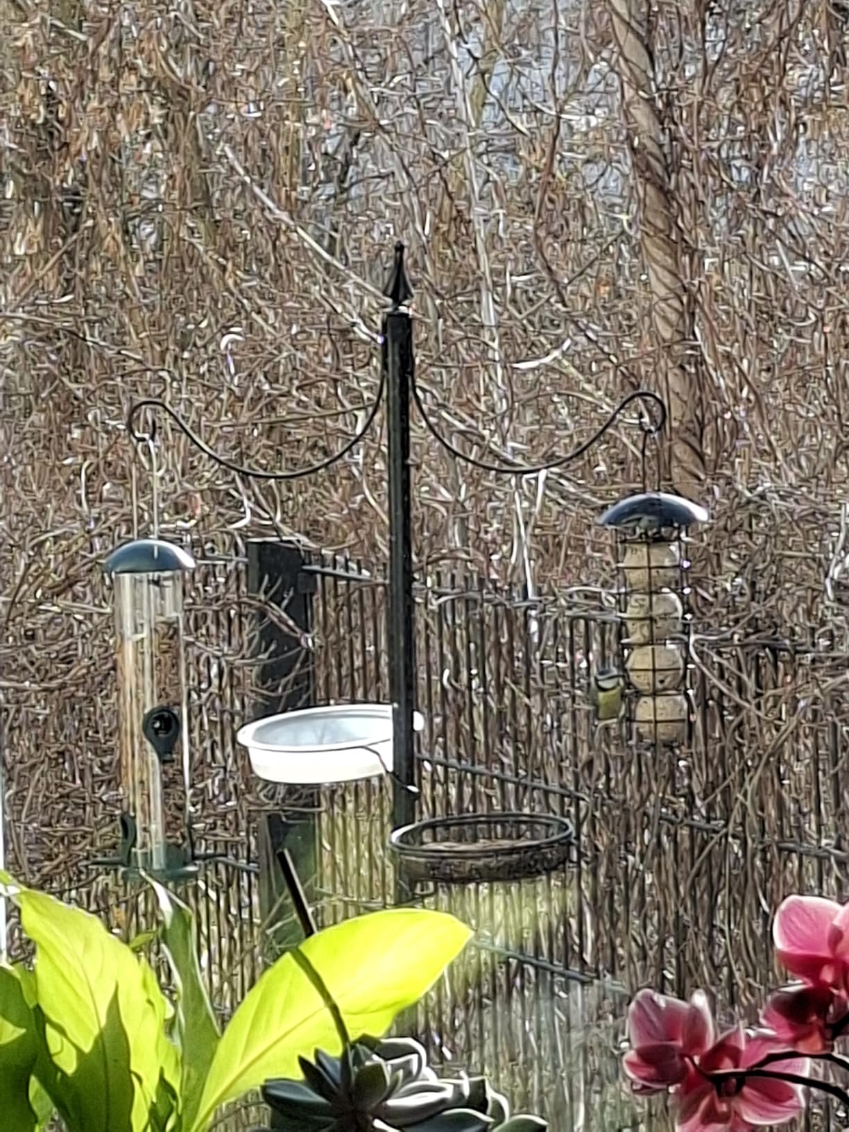 Dehner Natura Premium Wildvogel Futtersäule 4 Knödel fettreich