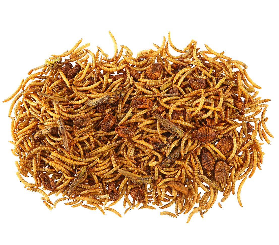 Dehner Best Nature Nagersnack Insekten-Mix 3x60 g