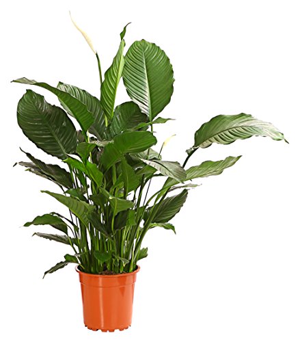 Dehner Silvana Einblatt Zimmerpflanze weiß 90-100 cm Topf 24 cm