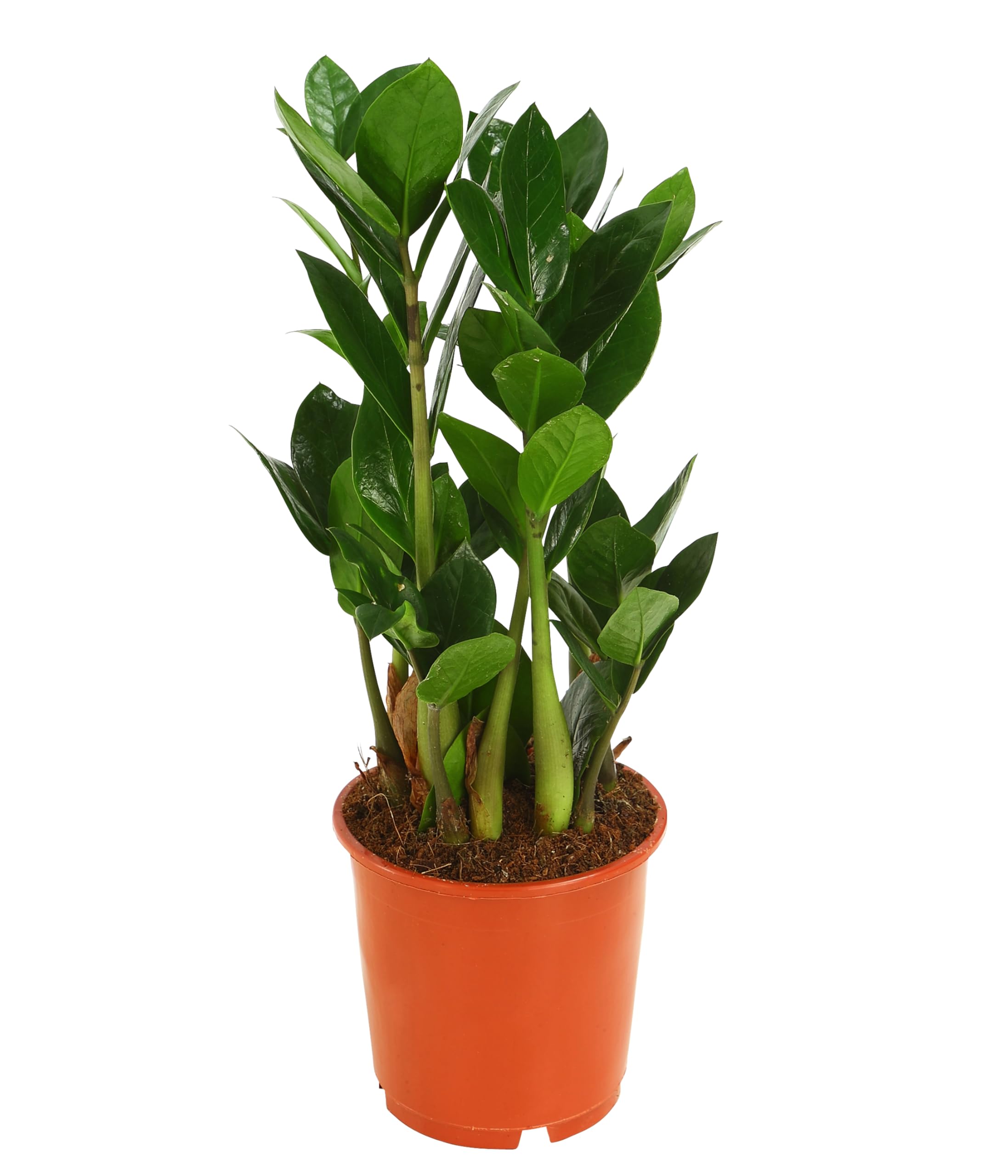 Dehner Glücksfeder 20-30 cm Topf 17 cm pflegeleicht