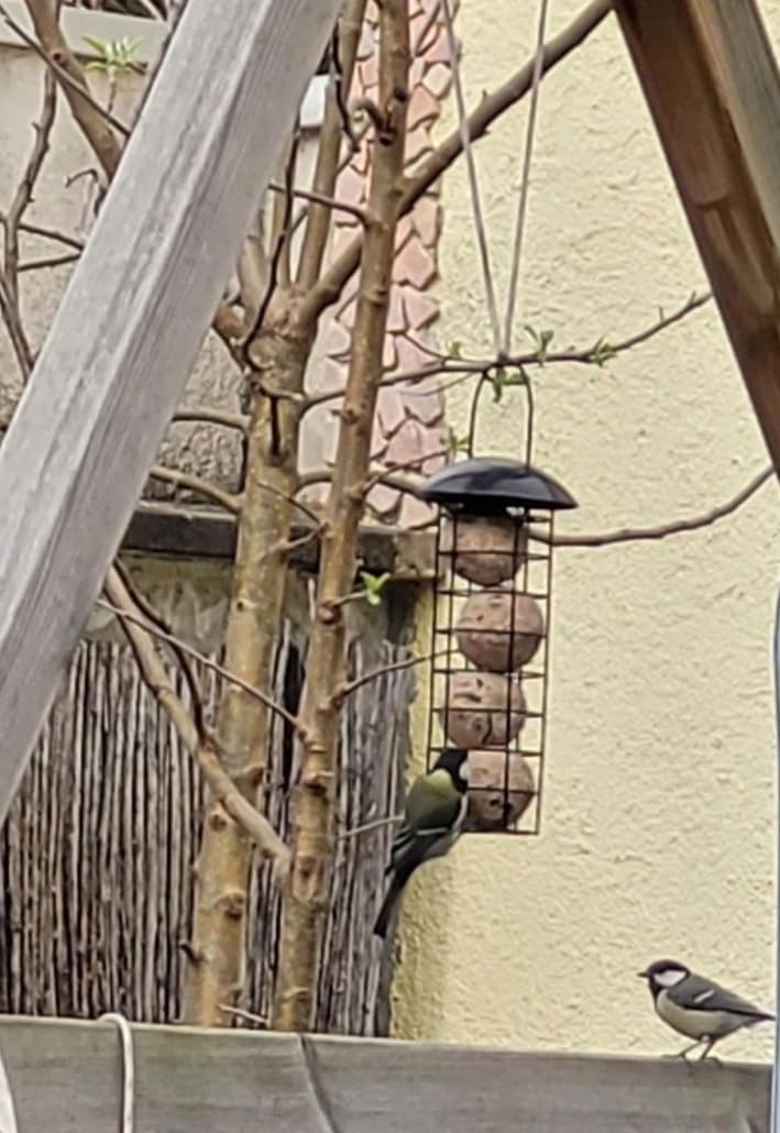 Dehner Natura Premium Wildvogel Futtersäule 4 Knödel fettreich