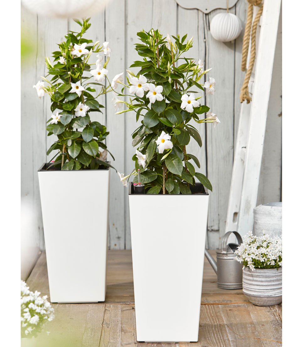Dehner Elise Kunststofftopf weiß 47x25cm selbstbewässernd