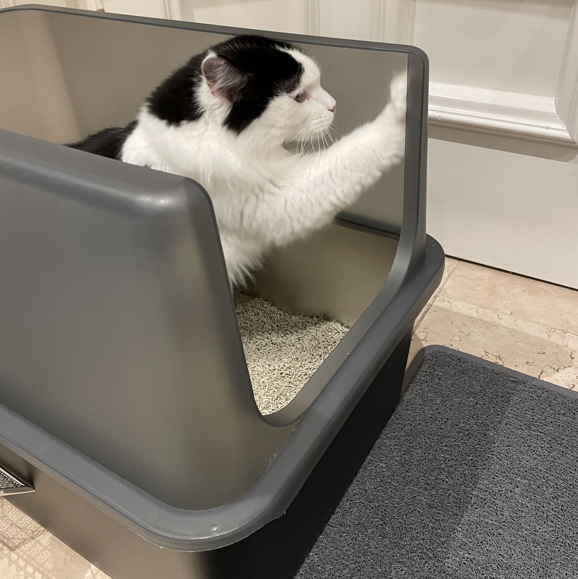 Lucky-Kitty XXL Haube Katzentoilette Schwarz transparent