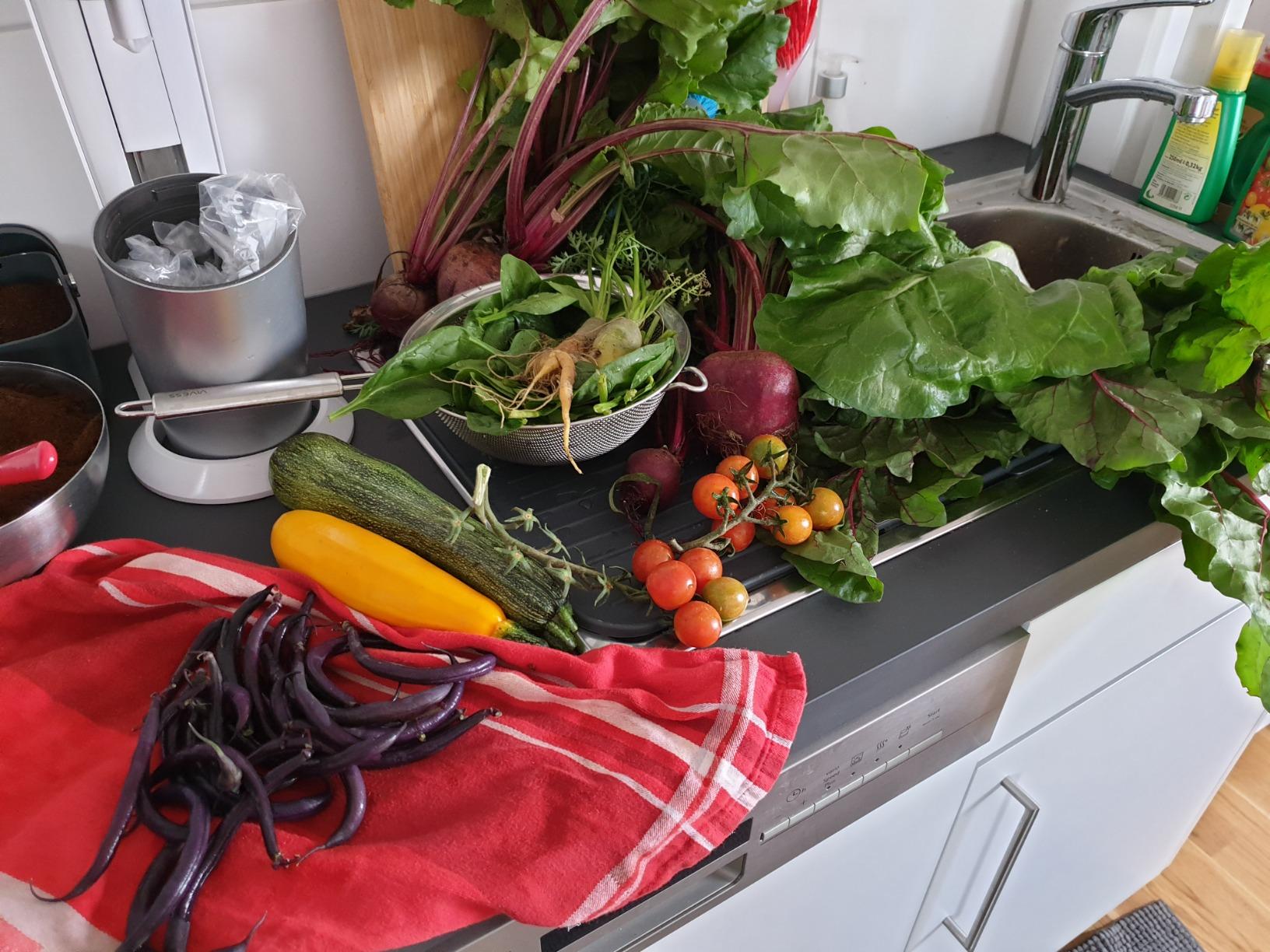 Dehner Bio Hornspäne Naturdünger 2,5 kg Langzeit