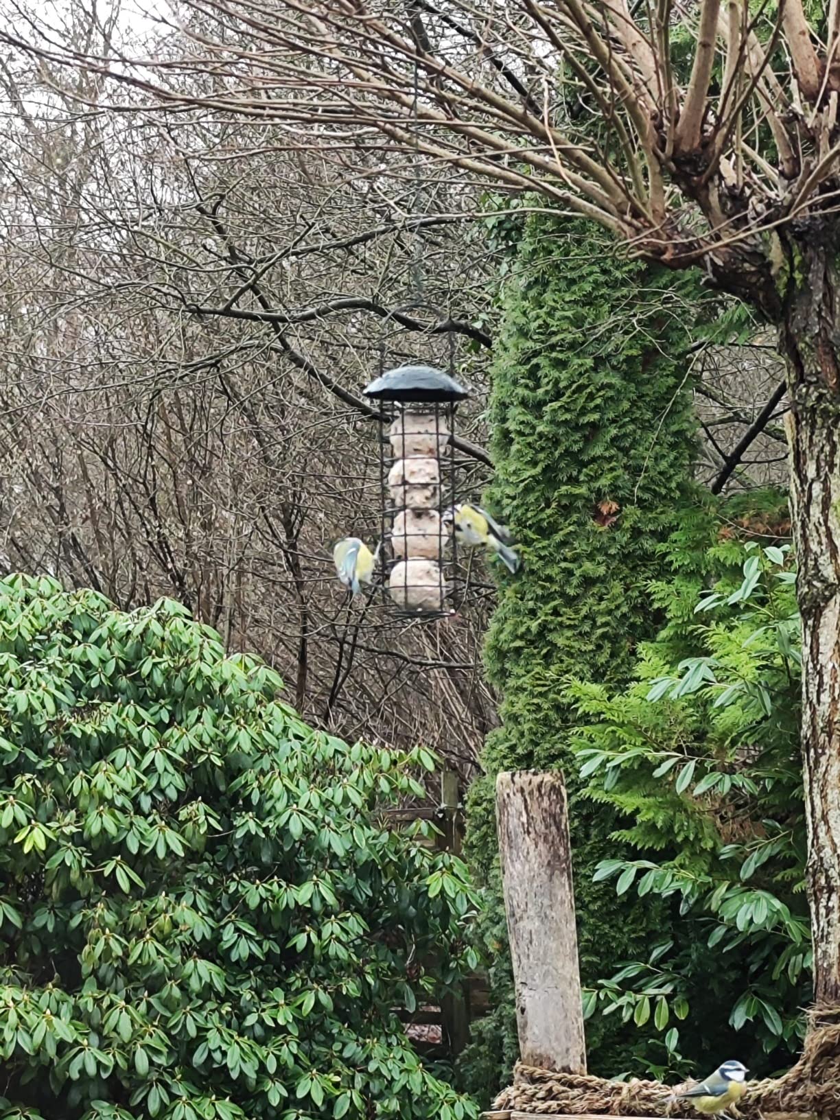 Dehner Natura Premium Wildvogel Futtersäule 4 Knödel fettreich