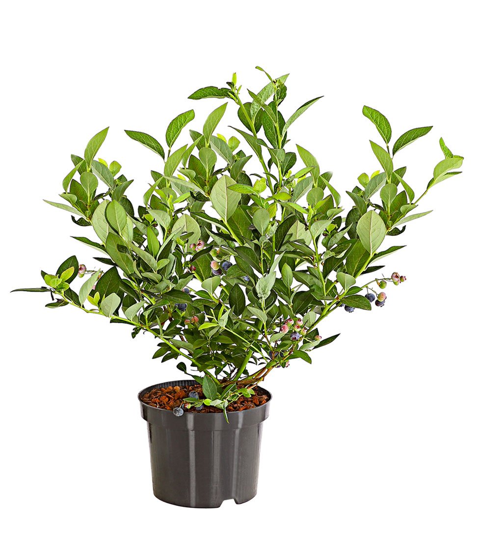 Dehner Gourmet Garten Spartan Heidelbeere 55-65 cm 3 l aromatisch