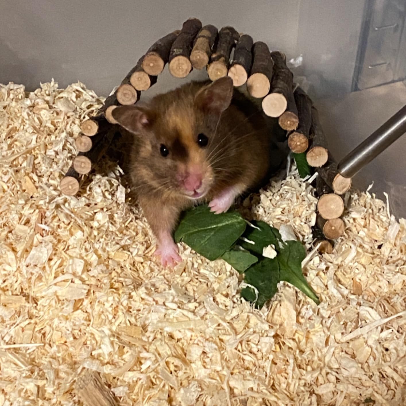 Mr. Crumble Großer Körnerschatz Hamsterfutter 1 kg natürlich